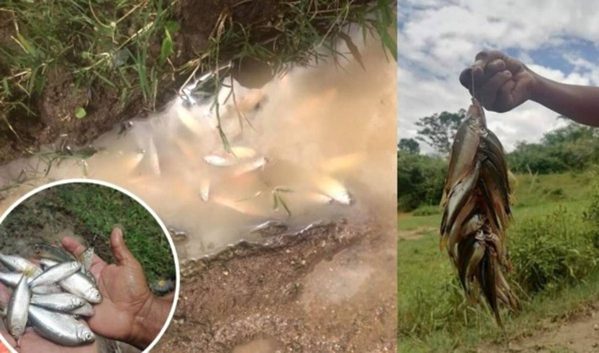 Cada año, el curioso fenómeno natural asombra a pobladores de comunidades yoreñas. En el poblado de La Unión, durante la madrugada, 'llovieron' peces.