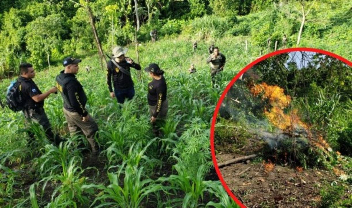 Las Fuerzas Armadas de Honduras han desplegado, por segundo día consecutivo, operativos en una zona remota del municipio de Tocoa, Colón, zona atlántica de Honduras, en búsqueda de plantaciones de estupefacientes.