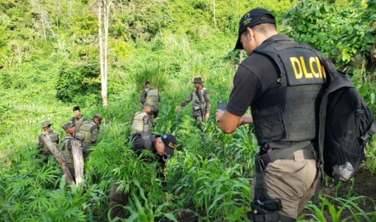 La operación fue dirigida por Fuerzas Armadas, con el apoyo de Dirección de Lucha Contra el Narcotráfico (DLCN) y la Fuerza de Tarea Conjunta Xatruch.