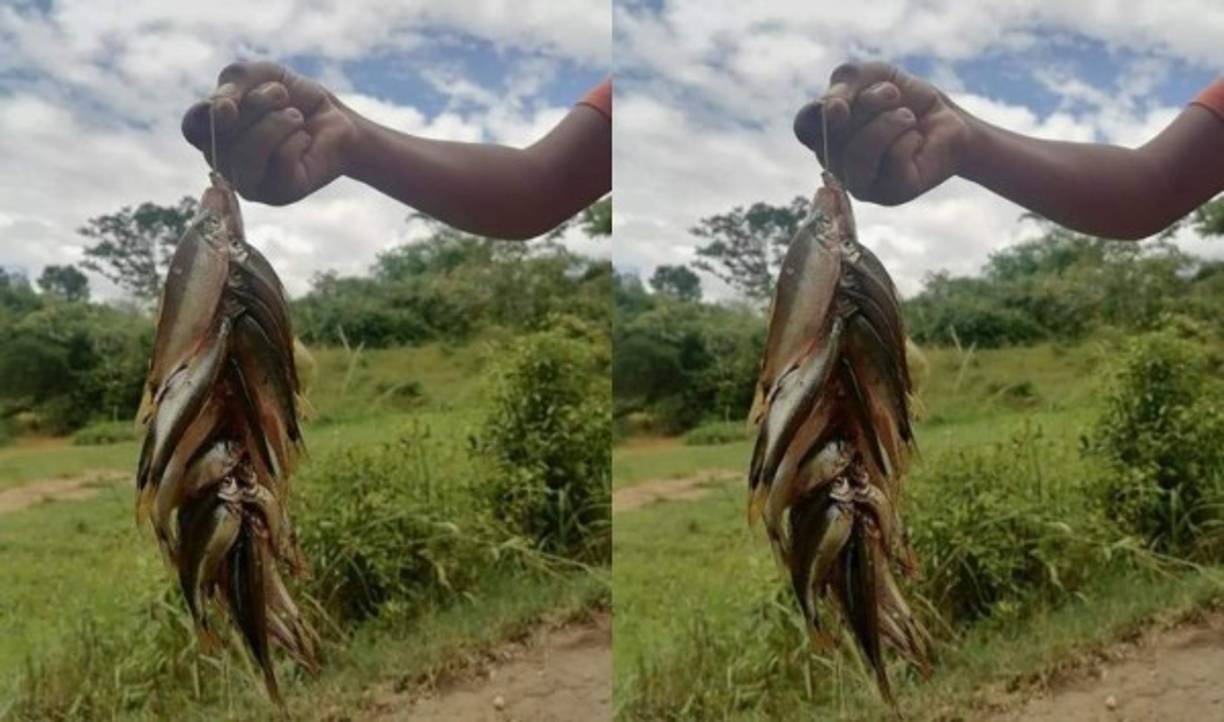 Otros, en una creencia más, dicen que los peces no caen desde el cielo, sino que nadan a través de ríos subterráneos y salen a la superficie por agujeros imperceptibles.