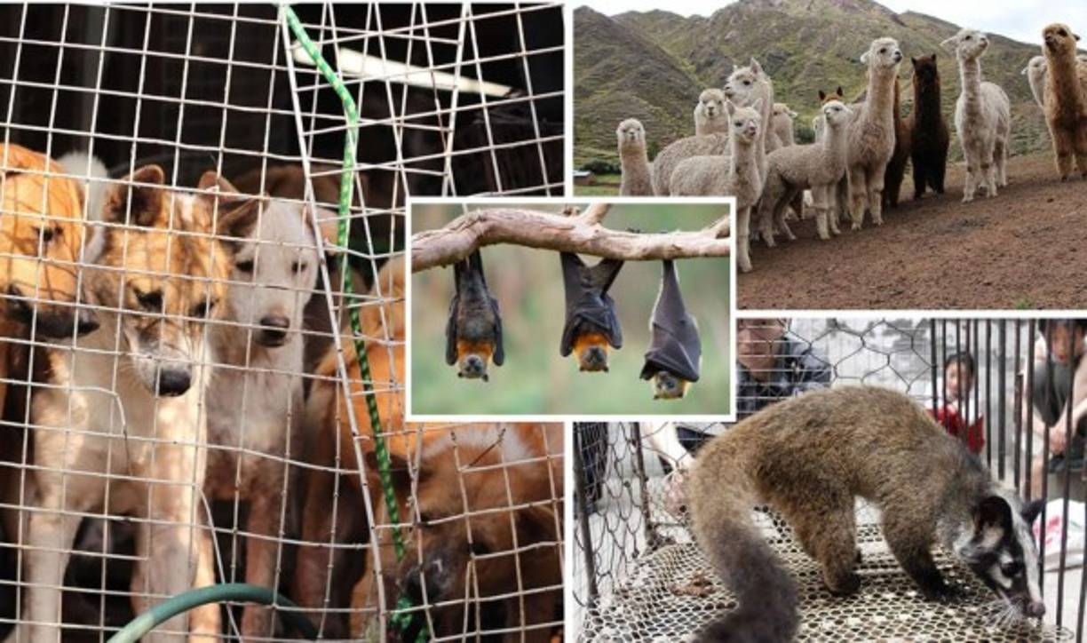 El gobierno de China prepara una lista de los animales que podrían ser criados para el consumo humano y los que no para evitar otro episodio de contagio como la pandemia del coronavirus.