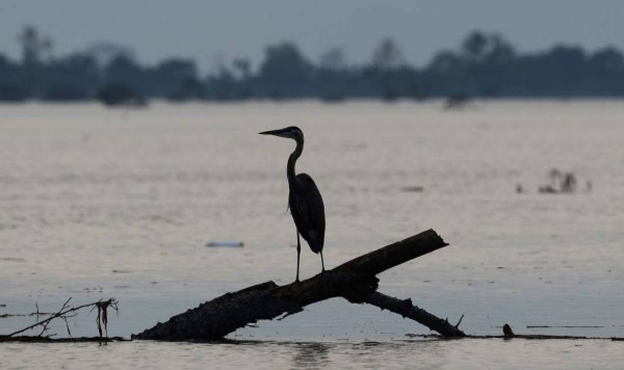 Poco a poco comienzan a regresar la variedad de especies que albergaba la laguna, lo cual resulta alentador para los pobladores.