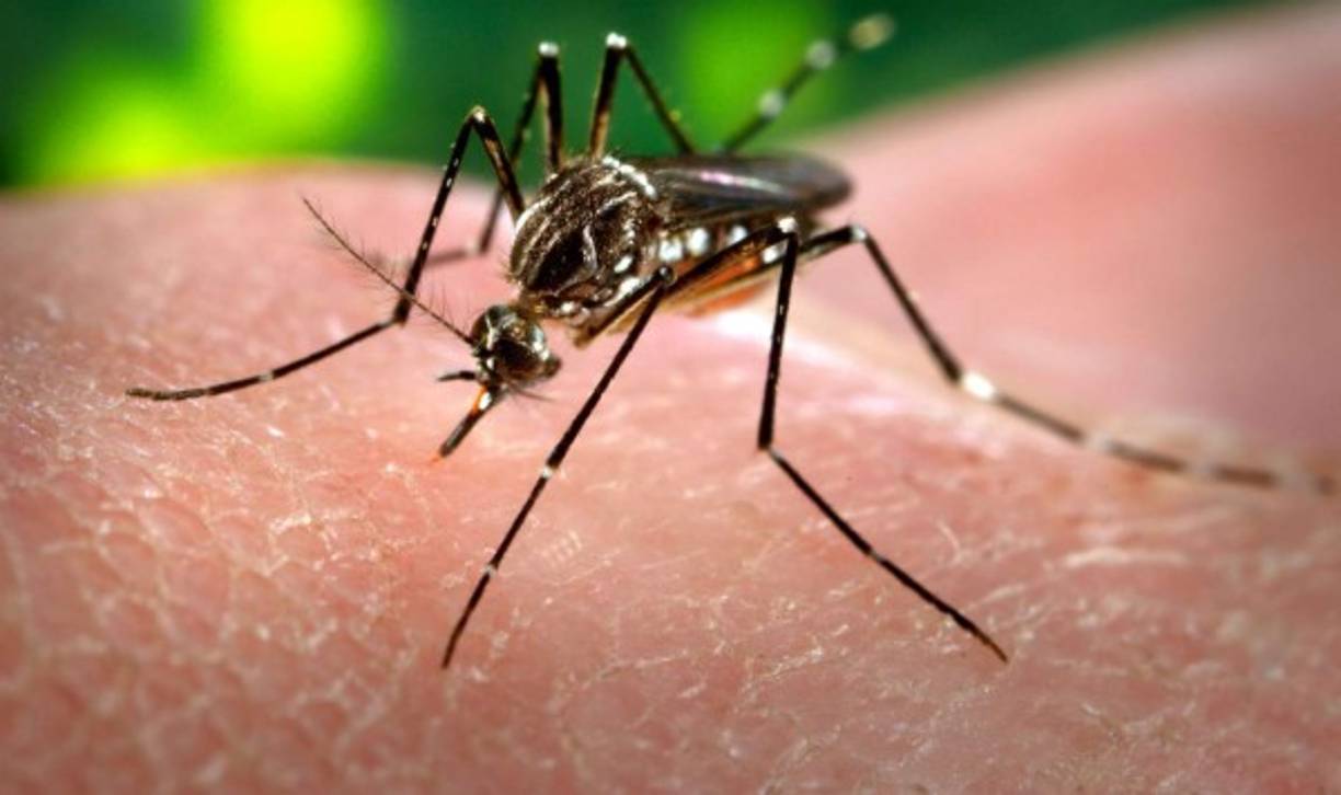 Estados de gravedad del dengue grave o hemorrágico:<br/><br/>GRADO I<br/>-Fiebre<br/>- Síntomas generales inespecíficos<br/>- Prueba del Torniquete positiva