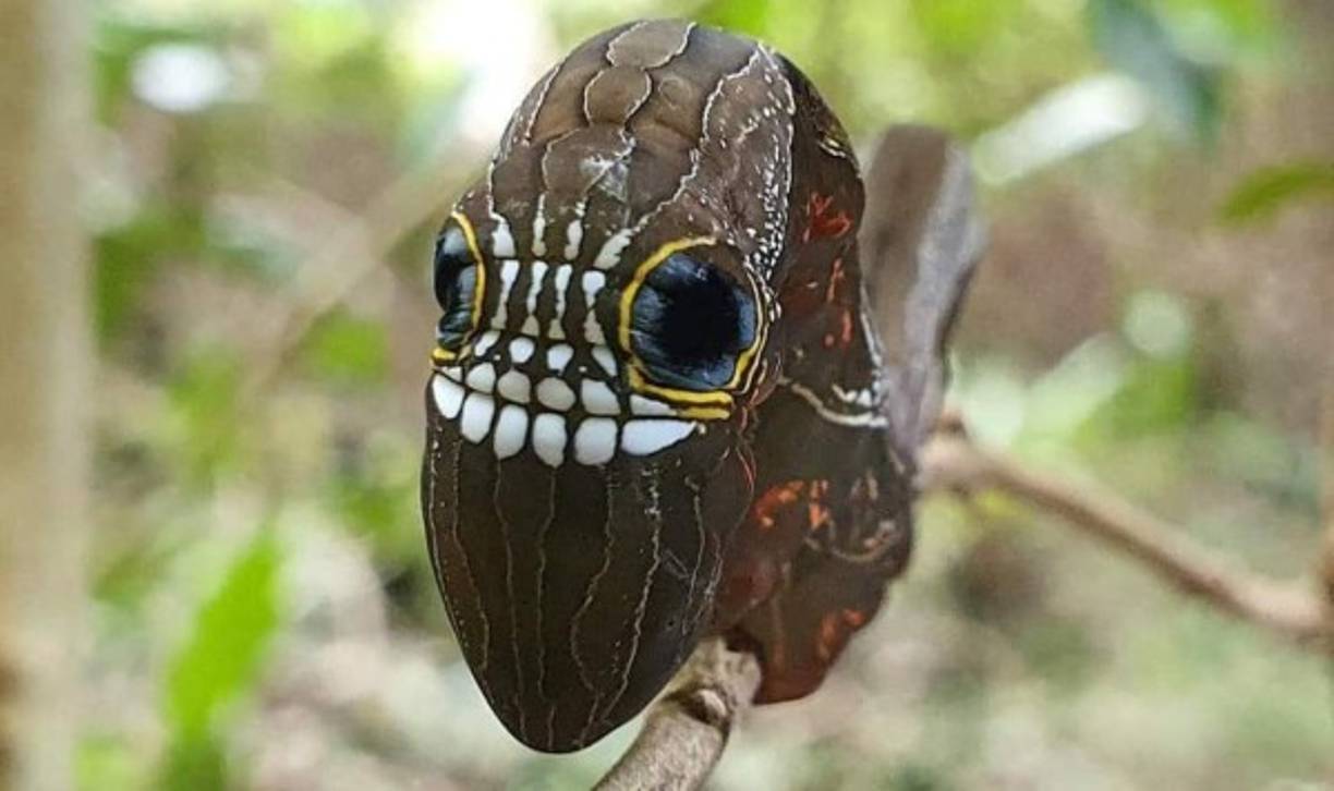 Cuando se ven amenazadas o molestadas, las larvas se enroscan hacia adelante para mostrar la 'cara' como comportamiento defensivo.