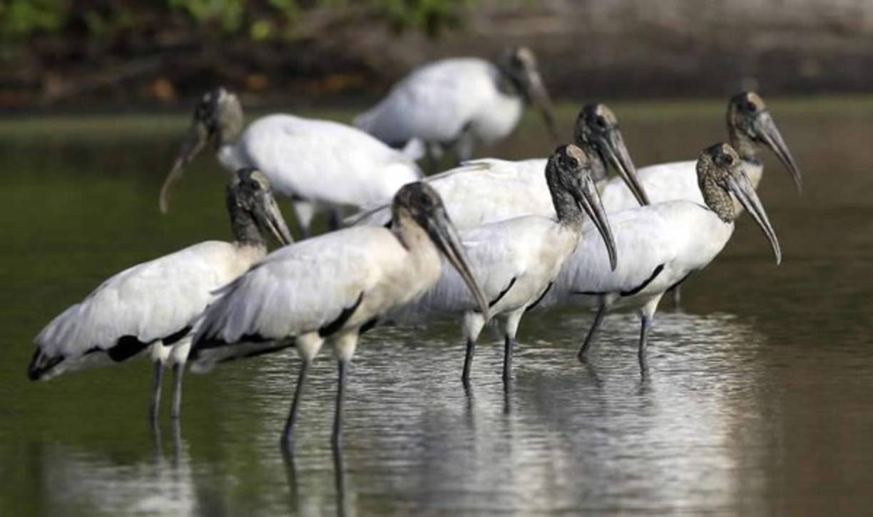 Fotografía fechada el 16 de abril de 2020 que muestra a cigüeñas, en la zona de Guacalillo, Costa Rica.