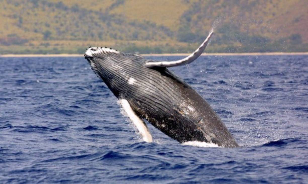 El agua se encuentra entre los 25 y 28 grados centígrados, lo que la hace apta para la reproducción.