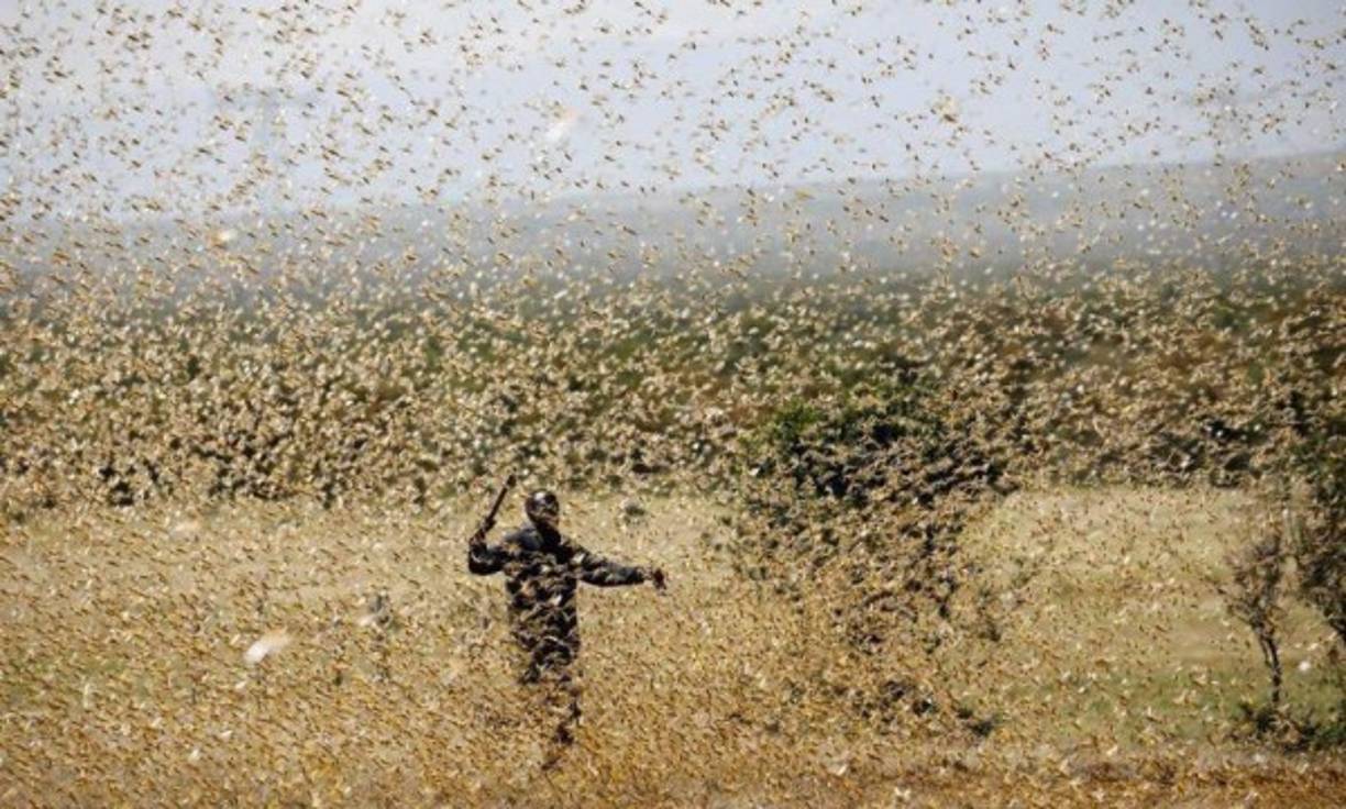 Nubes de langostas de una magnitud histórica, de varios miles de millones de insectos, devastan desde hace semanas extensas zonas de África del Este, tras unos bruscos cambios en el clima, que podrían resultar catastróficos en una región golpeada por la sequía y las inundaciones.