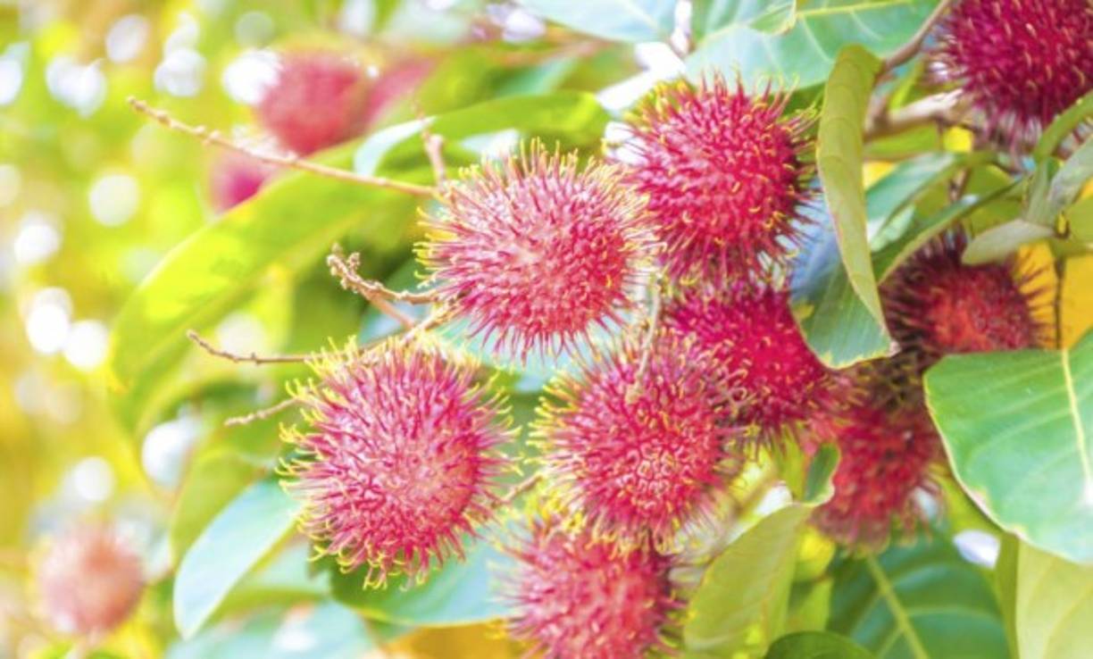 La licha también contiene grandes cantidades de hierro que combaten la anemia. Además ayuda contra la fatiga, mareos y el cansancio.