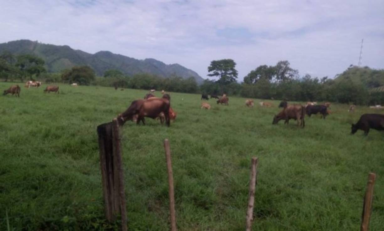 Reces aseguradas en unas de la propiedades hallanadas por la 'Operación Aguán' en Colón.