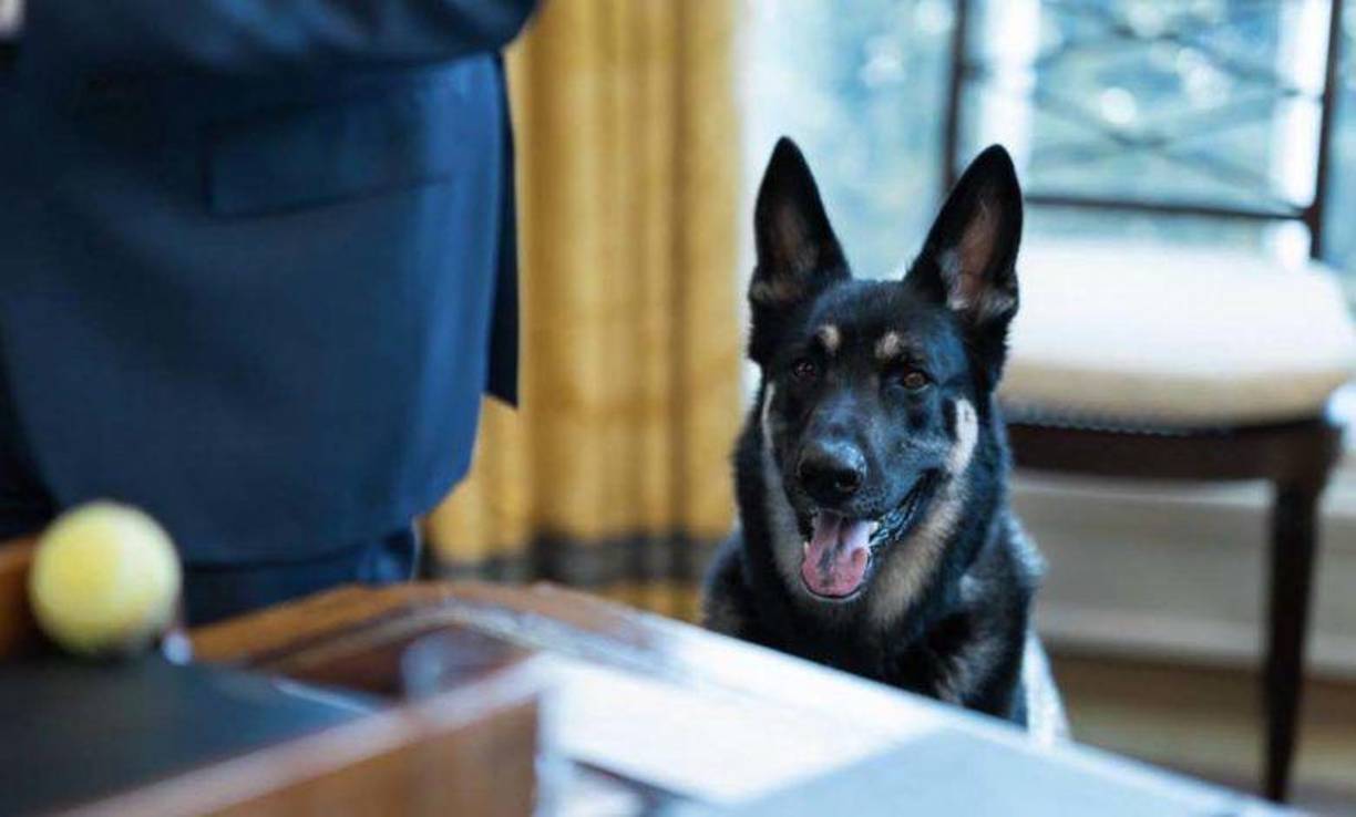 No es la primera vez que Commander salta al foco mediático por sucesos parecidos. Según información a la que ha tenido acceso la CNN, el perro, de dos años de edad, ha protagonizado otros diez accidentes entre octubre de 2022 y el pasado enero. El pasado noviembre, un agente tuvo que ser hospitalizado tras ser mordido en los brazos y las piernas.