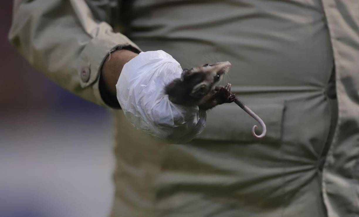 Un miembro del cuerpo de bomberos se puso unos guantes y atrapó al tacuazin para sacarlo del campo.