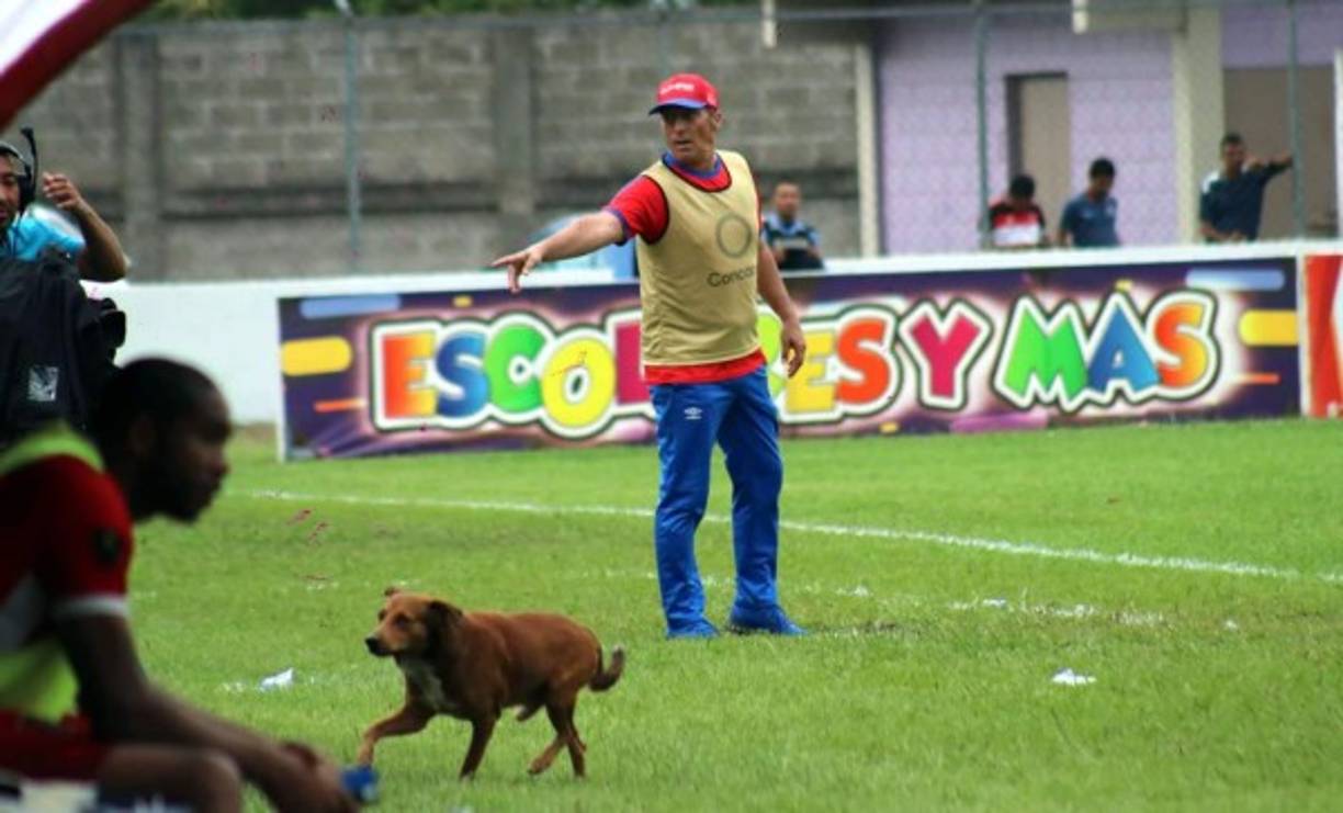 Pedro Troglio da indicaciones mientras el perro sale de la cancha de Tocoa.