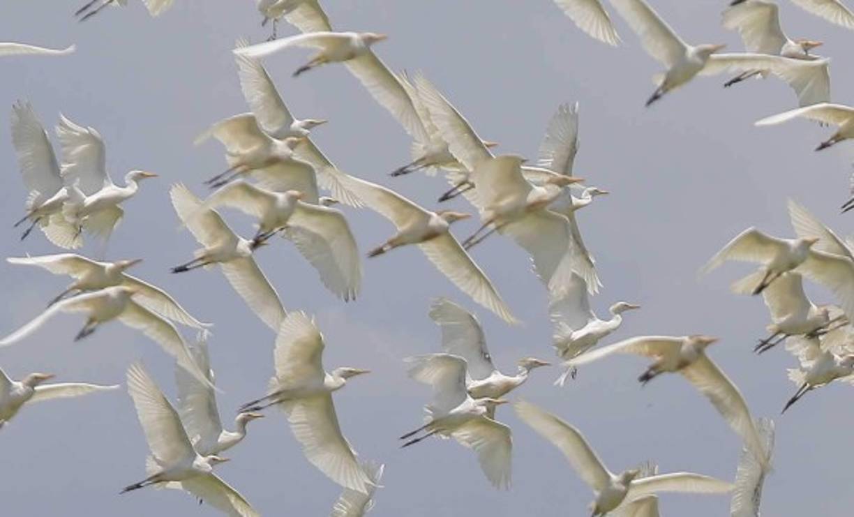 Un sinnúmero de garzas vuelan sobre la laguna.
