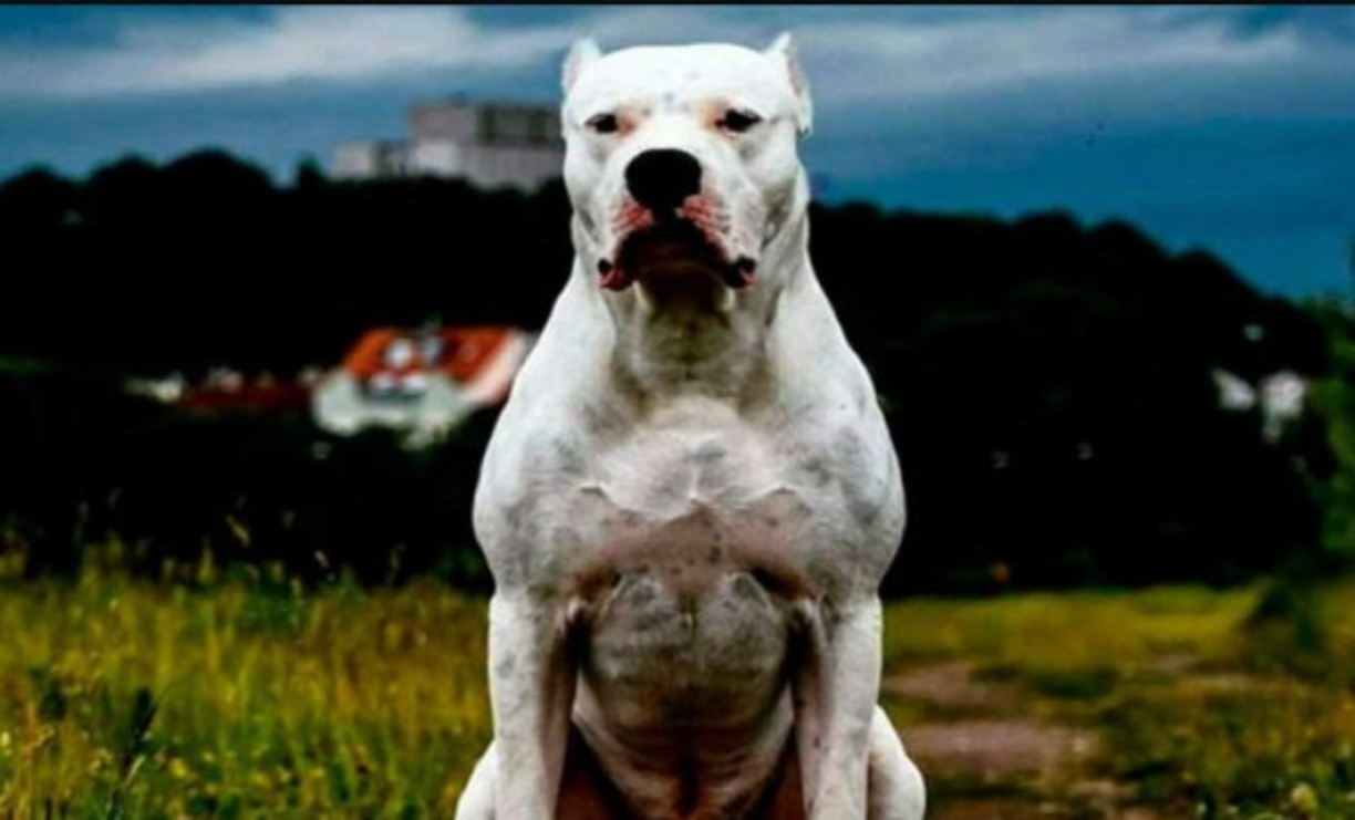 Dogo Argentino