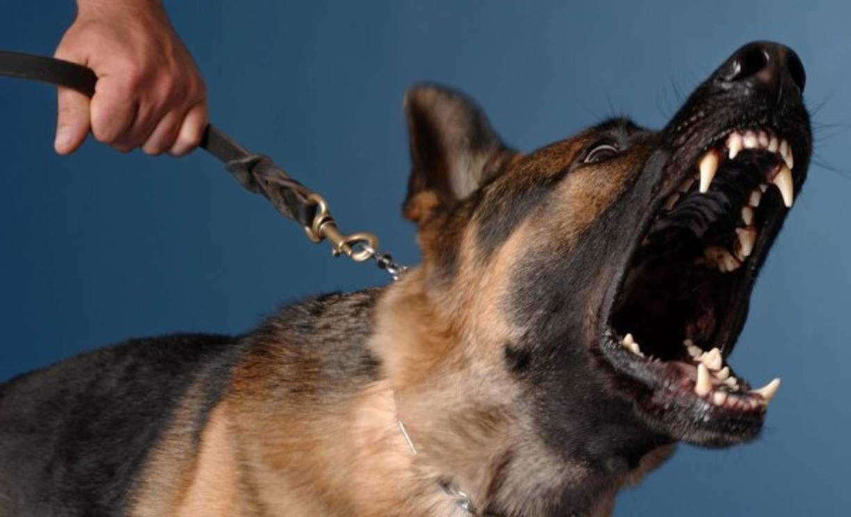 Los perros también son considerados peligrosos para el hombre según la OMS por transmitir la rabia. La mayoría de las muertes por rabia (más de 20.000) provienen de la India debido a la prevalencia de los perritos callejeros.