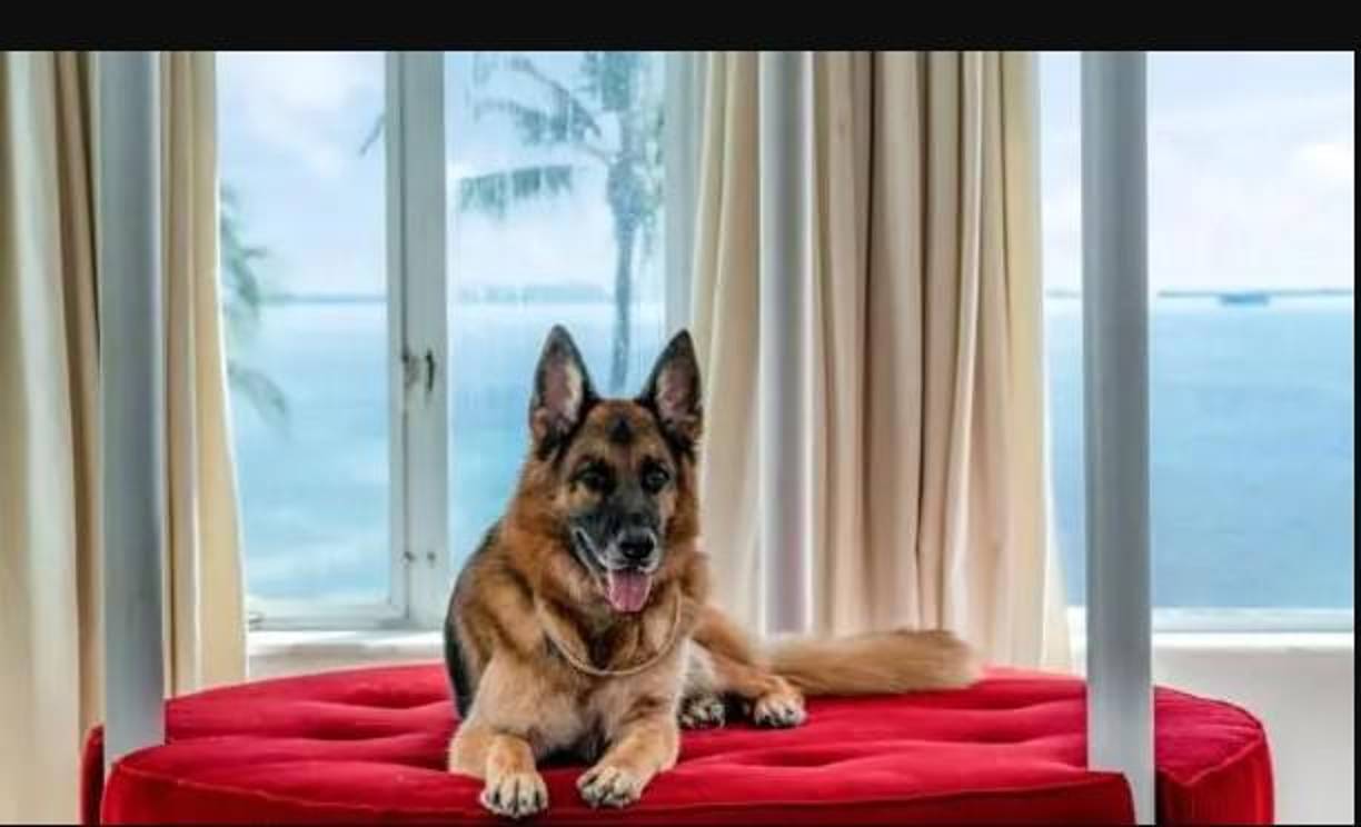 <i>Gunther, el perro millonario </i>es una miniserie de 4 episodios de 40 a 45 minutos de duración. Ellos se titulan “Un perro con suerte”, “La casa del perro”, “En Gunther confiamos” y “Herencia canina”. 