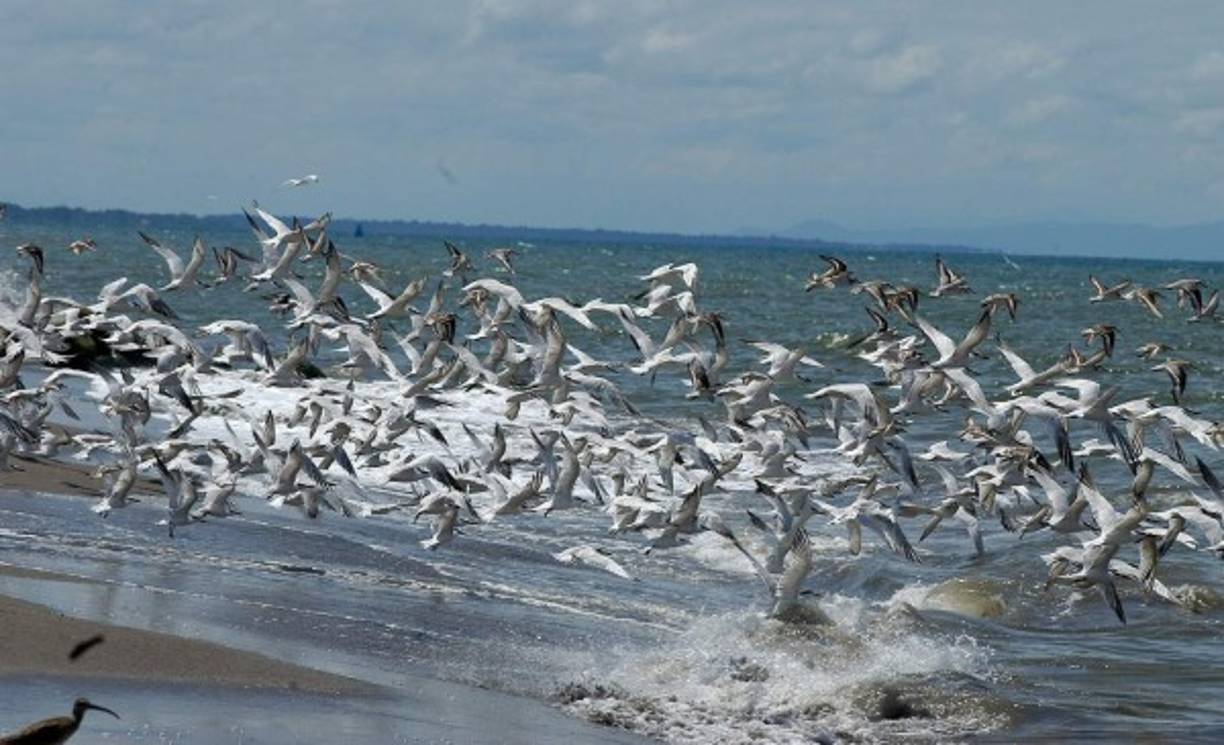 Estas aves brindan un paisaje relajante en las playas de La Ceiba.