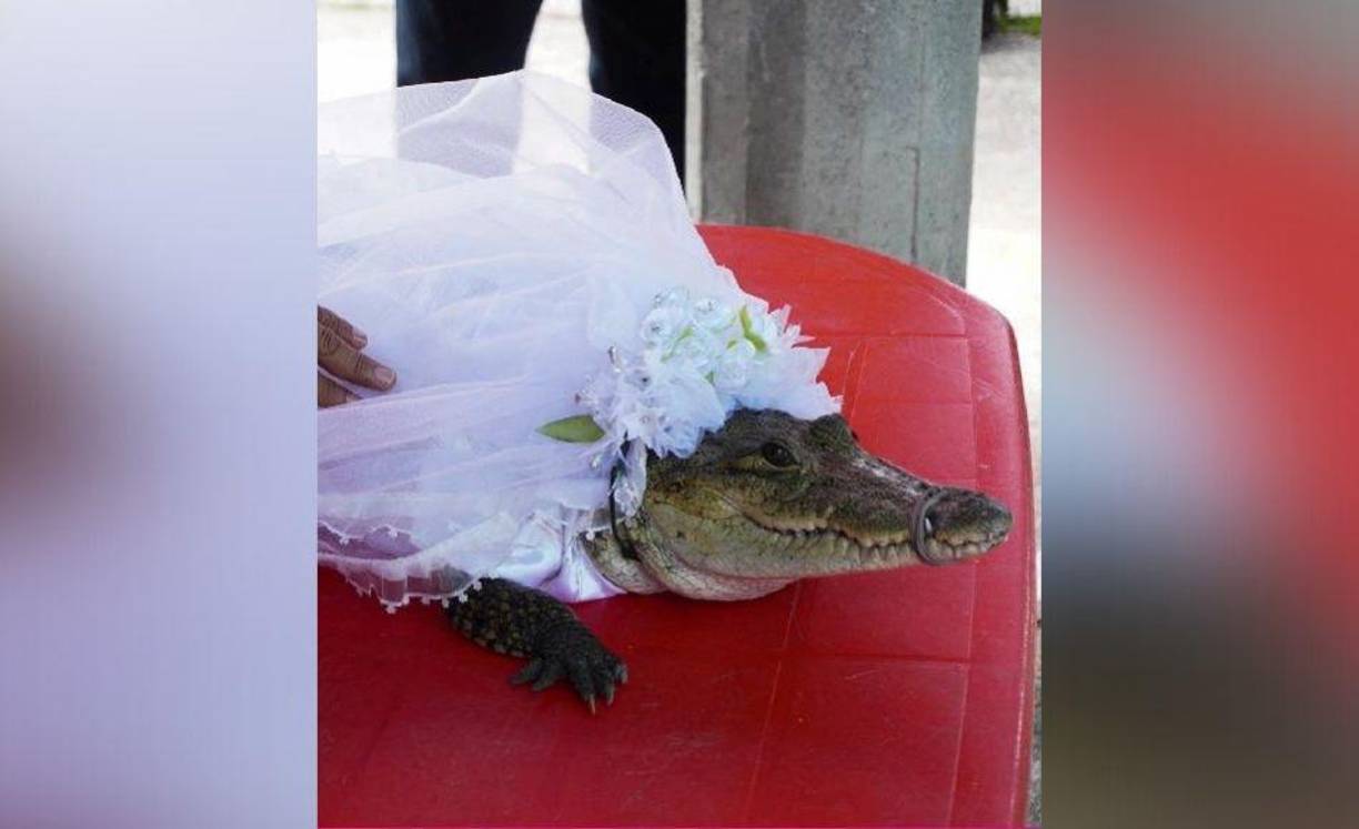 El reptil fue vestido de novia para la ceremonia. 