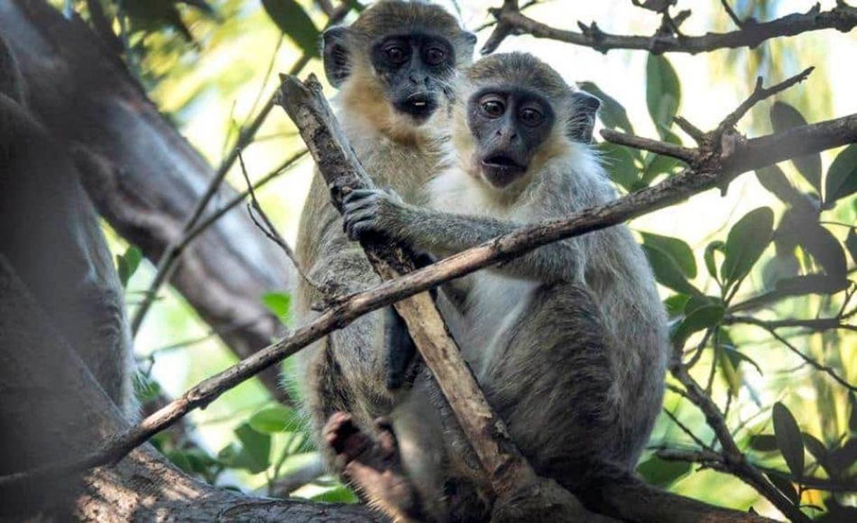 El macho alfa del grupo propina alguna que otra tarascada al resto para imponer su autoridad y el privilegio de elegir primero, pero hay comida para todos.