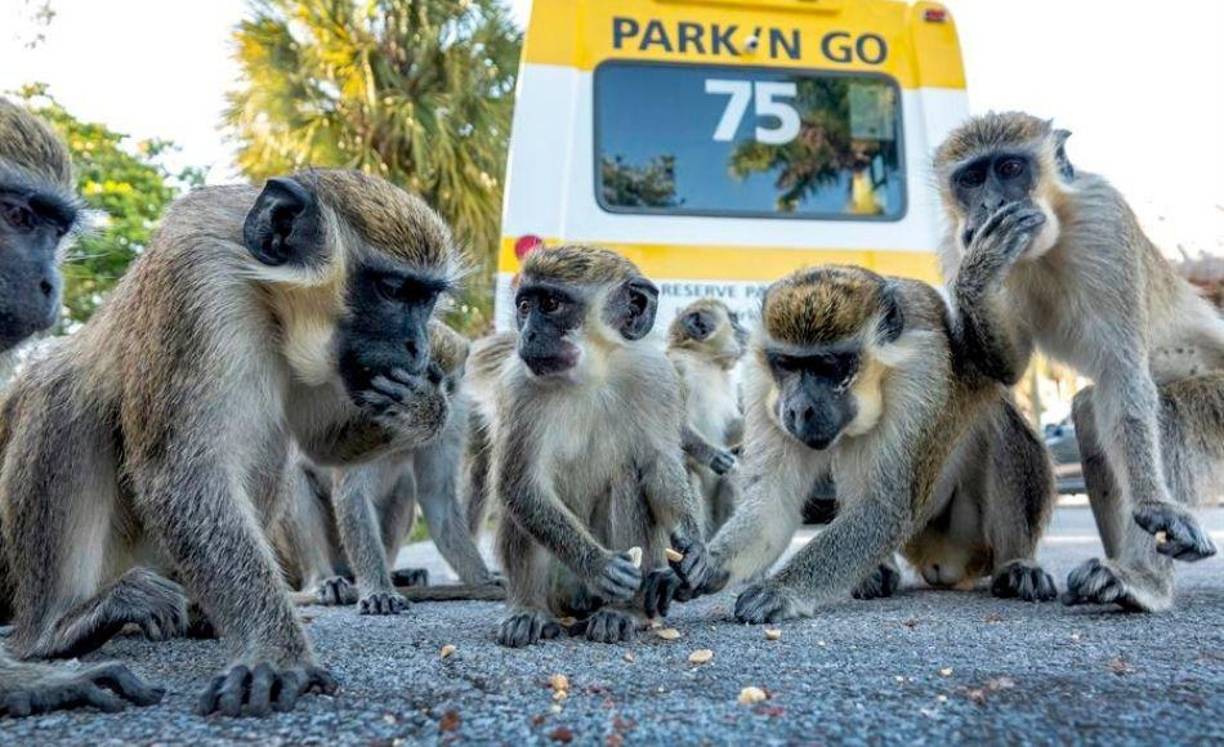 Como si se tratase de los anárquicos simios del Libro de la Selva que secuestraron a Mowgli, la tropa de monos verdes que se han apoderado de un estacionamiento de Dania Beach, en el sur de Florida.