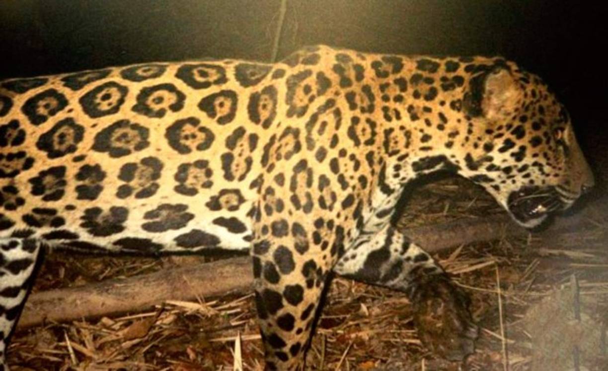 De los países de América, Honduras es donde más se ha logrado ver esta especie de félidos. Sin embargo, muchos han sido asesinados en varias ocasiones por los pobladores que habitan en La Mosquitia tratando de evitar que estos animales se coman el ganado.