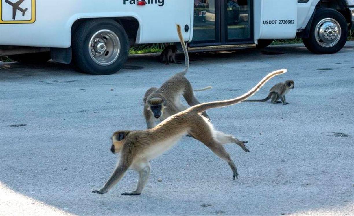 Han hecho su reino de este cerrado territorio pantanoso de manglares y densa vegetación, algo que no les impide bajar de los árboles a socializar con los humanos que se acercan a los estacionamientos a sacarles fotos, contemplar sus correrías o darles comida, pese a que esto último está prohibido.