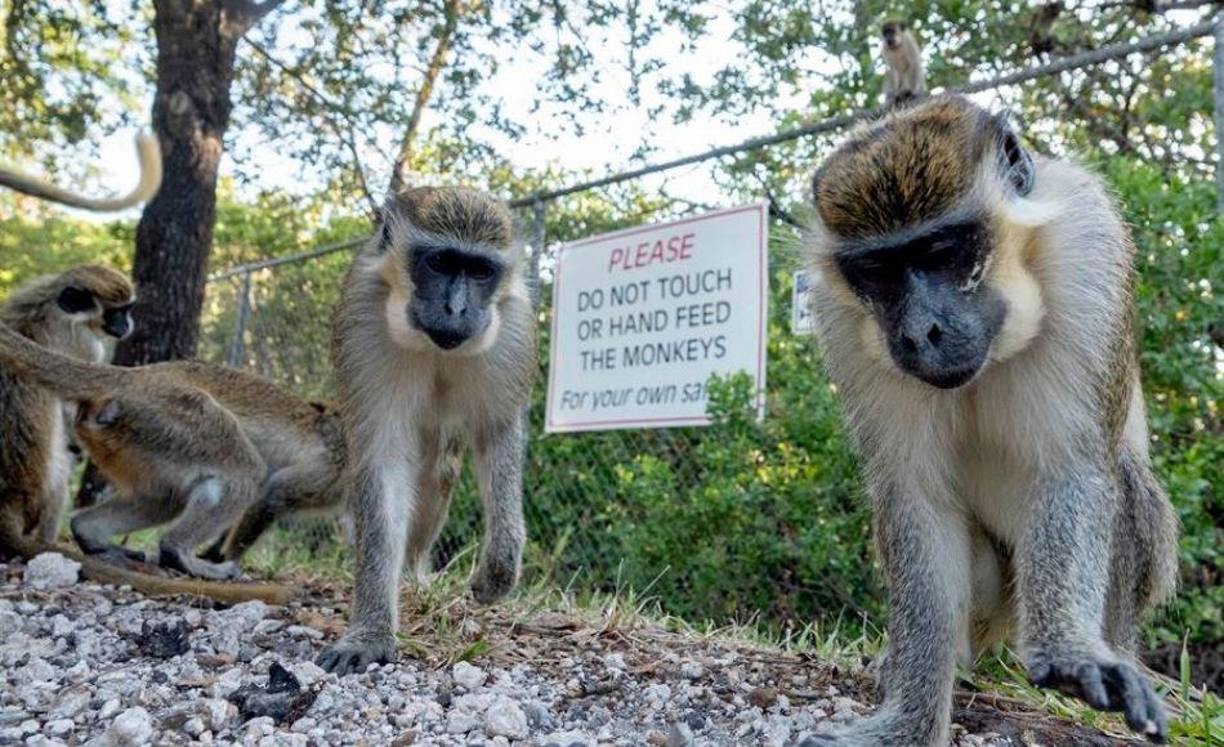 Se desplaza entre árboles, posa con alboroto sobre los coches y acepta con descaro el tributo de alimentos que les traen habitantes locales y curiosos.