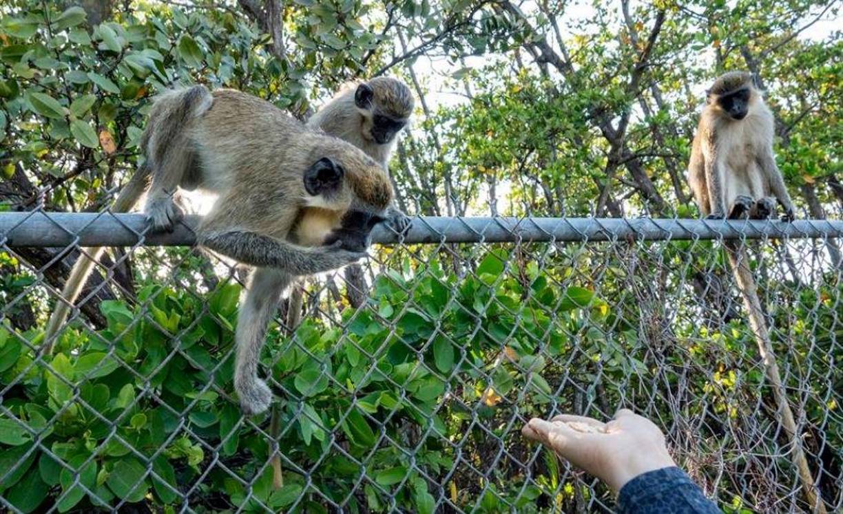 Hoy, unos 40 simios descendientes de aquellos escapados del criadero Dania Chimp Farm pueblan en cuatro grupos una zona de 600 hectáreas (1.500 acres) donde se han adaptado como si fuese el hábitat original africano.