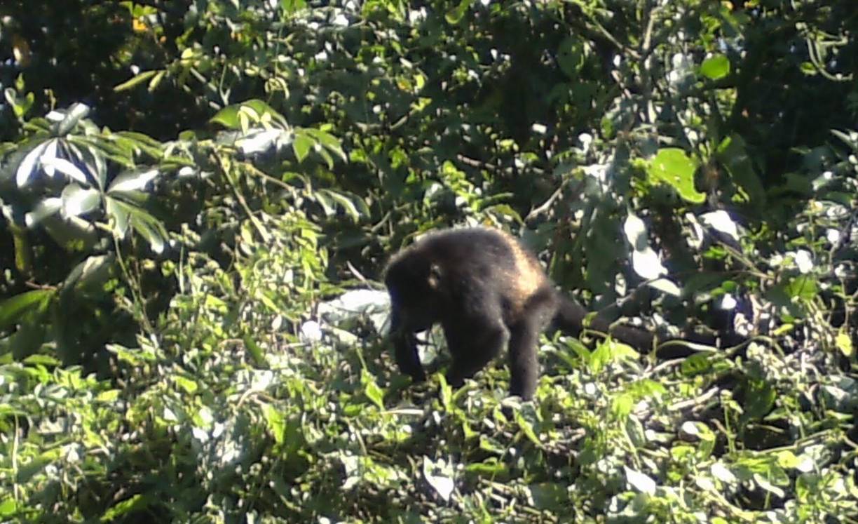 Entre los animales que se pueden observar durante el recorrido por el refugio Cuero y Salado están los monos cara blanca y mono aullador, además del jaguar, cocodrilos, diversas aves y peces entre otros. 