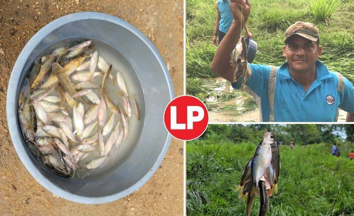 Los yoreños una vez más fueron sorprendidos con la lluvia de peces.