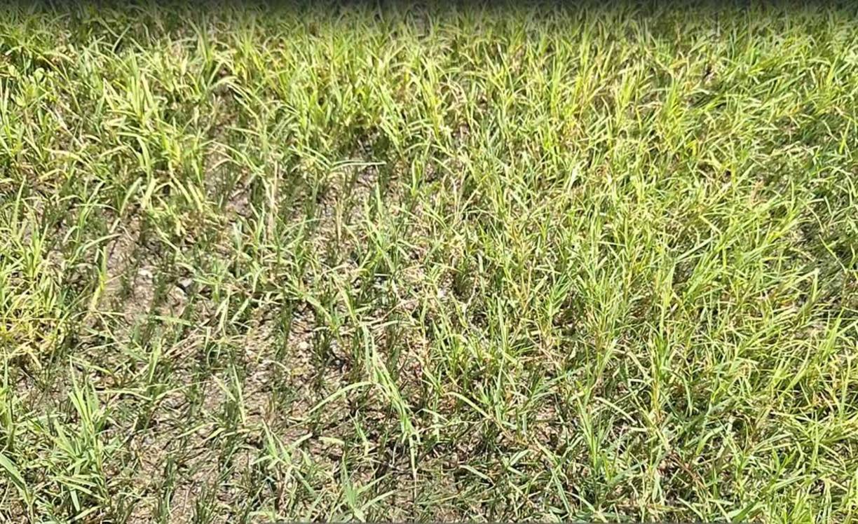 “Según la supervisión que hicimos de media hora aproximadamente, encontramos en primer lugar que la grama que se sembró tiene 16 milímetros en comparación con los 70, 80 milímetros que tiene ya la grama, que ya parece zacate, no concuerda”, agregó Moncada.