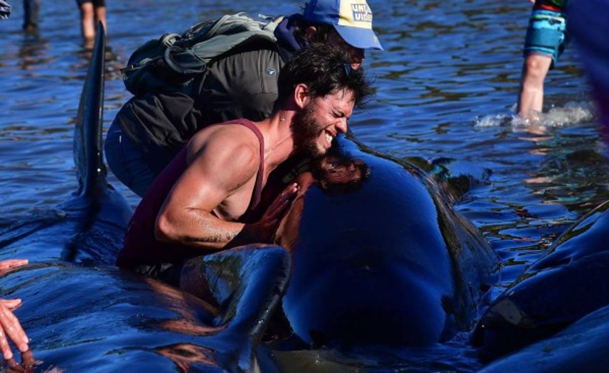 Los voluntarios hacen heróicos esfuerzos por salvar a las ballenas.