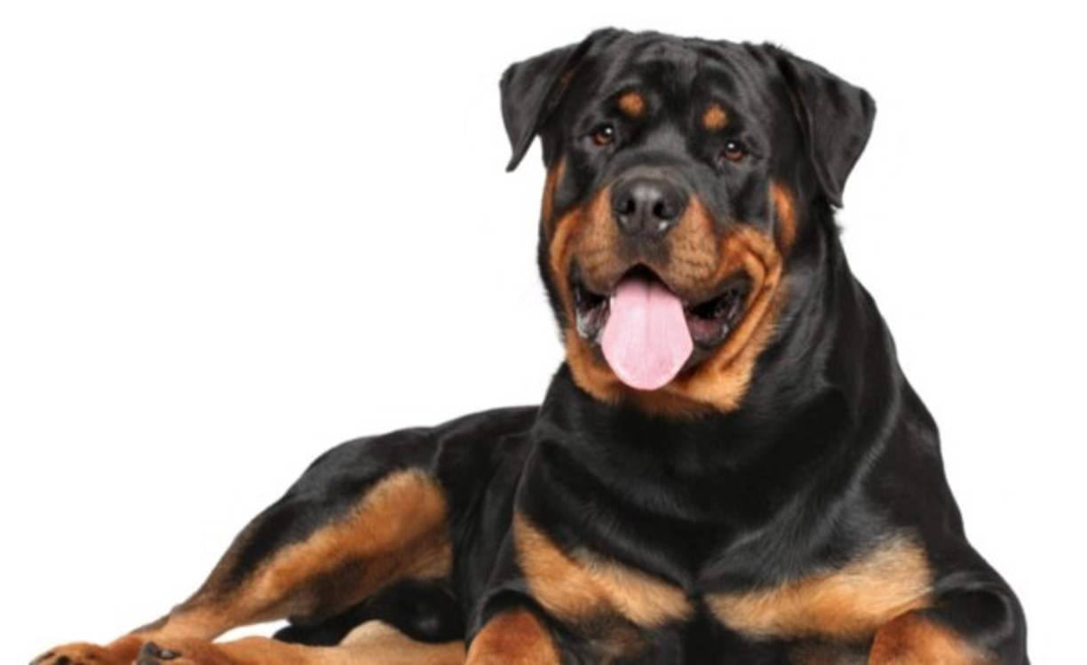 Rottweiler