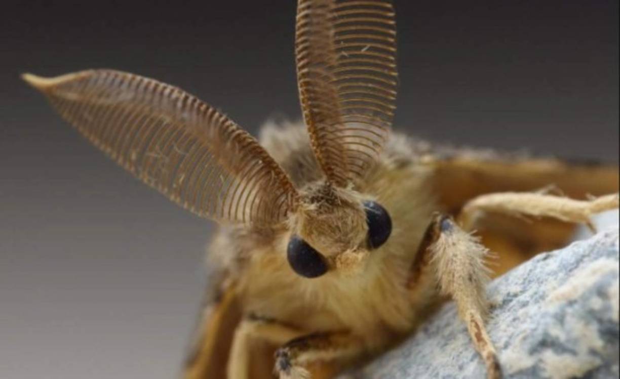 Los científicos durante los últimos meses reportaron el avistamiendo de las polillas asiático-europeas.