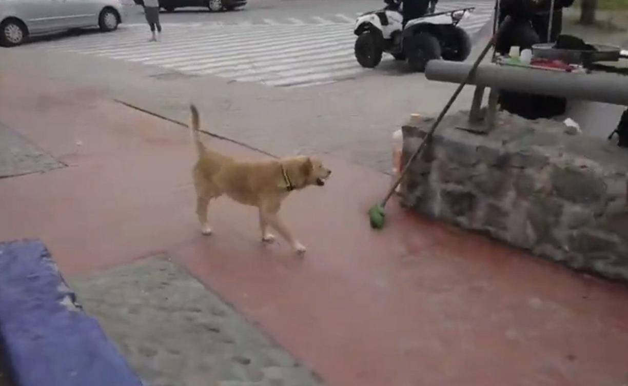 Oso se mostró muy feliz por el reencuentro y fue captado caminando por las calles de Tijuana, en donde las últimas semanas es muy común encontrarse a muchos migrantes.
