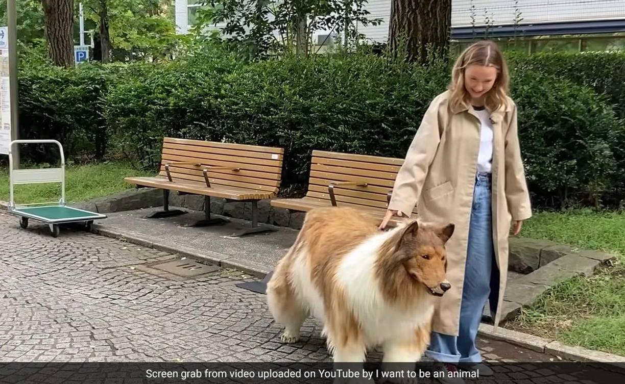 A través de sus videos virales, este hombre japonés muestra cómo se transformó en un perro de raza Collie gracias a un disfraz de alta calidad.