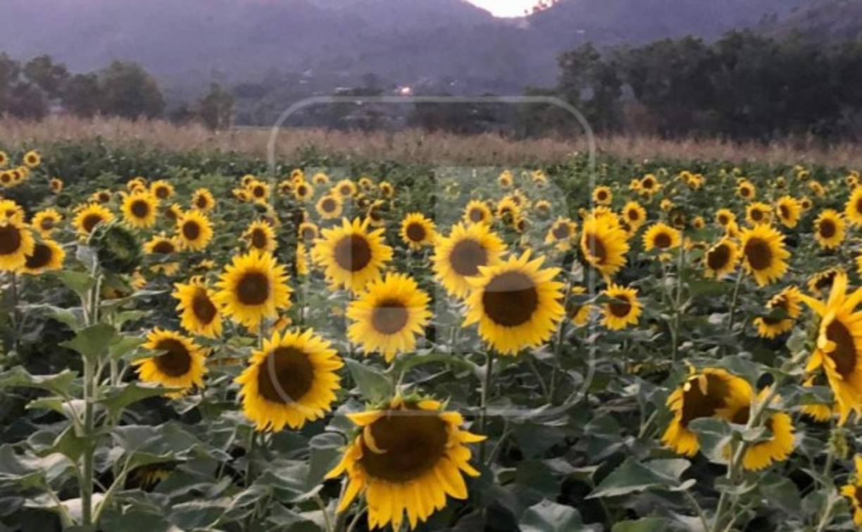 Los cultivos de girasoles comenzaron en octubre de 2020 con fines agrícolas, sin embargo, las tormentas Eta y Iota, devastaron las haciendas y la producción agrícola quedó reducida en un 60 por ciento, pero curiosamente, la parcela de girasoles quedó intacta.<br/>
