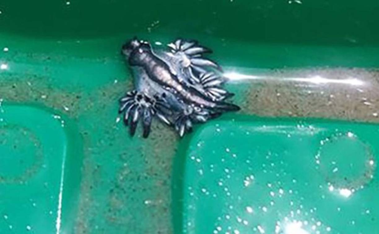 'Hunter ama a los animales marinos y pensó que había encontrado una medusa botón azul', contó el padre del niño, Trey Lane, en declaraciones a la cadena CNN.<br/><br/>Aquel ser vivo parecía de otro mundo, y animados por el descubrimiento, siguieron caminando por la costa; en cuestión de pocos minutos, hallaron otros tres ejemplares iguales.