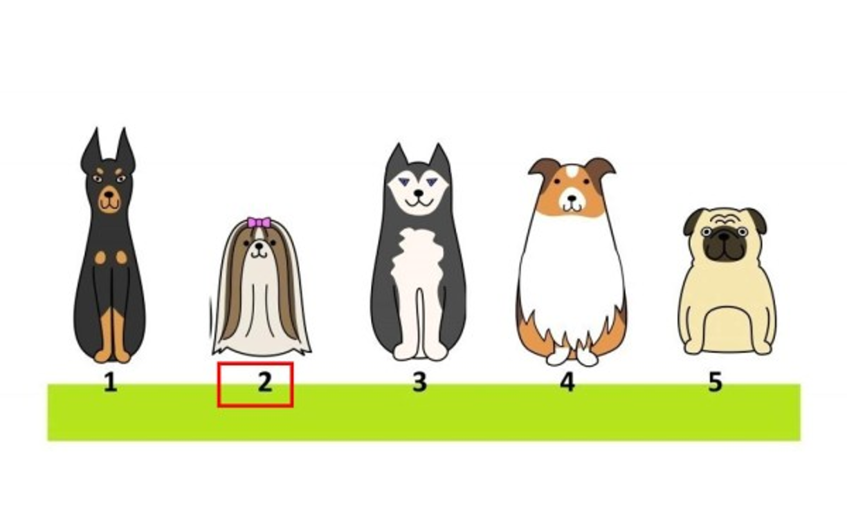 Perro 2<br/><br/>Este perro es especialmente cariñoso y alegre. Si has elegido al Shih Tzu, es porque valoras la alegría como algo supremo.