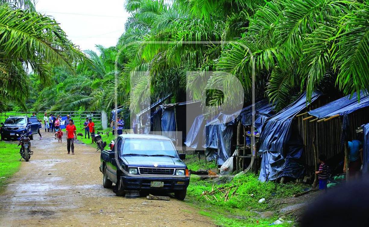 Relataron a la Unidad de Investigación de LA PRENSA Premium que solo han sido trabajadores sin beneficios más que los bajos salarios que les pagaban por el mantenimiento de las fincas y la extracción de la fruta de la palma o el cuidado de ganado.