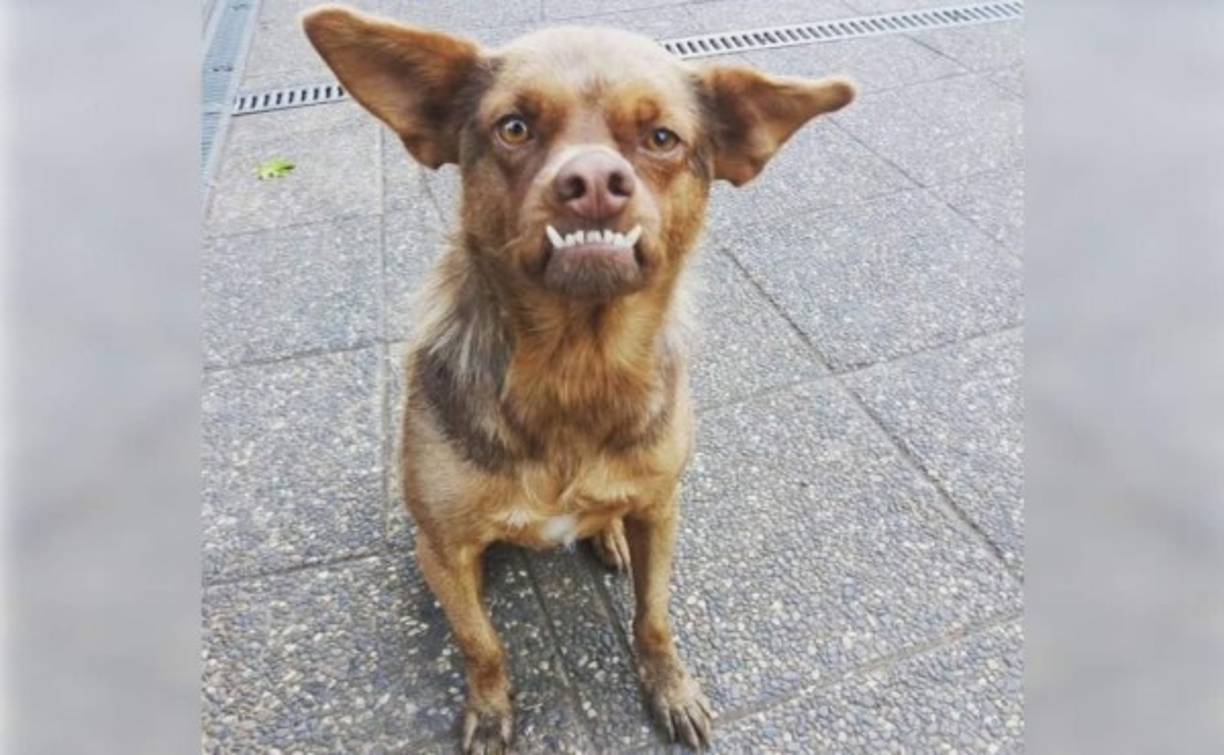 En estos últimos días ha llegado un nuevo meme a nuestras vidas, el gran y único Chilaquil, el último fenómeno de internet.<br/>