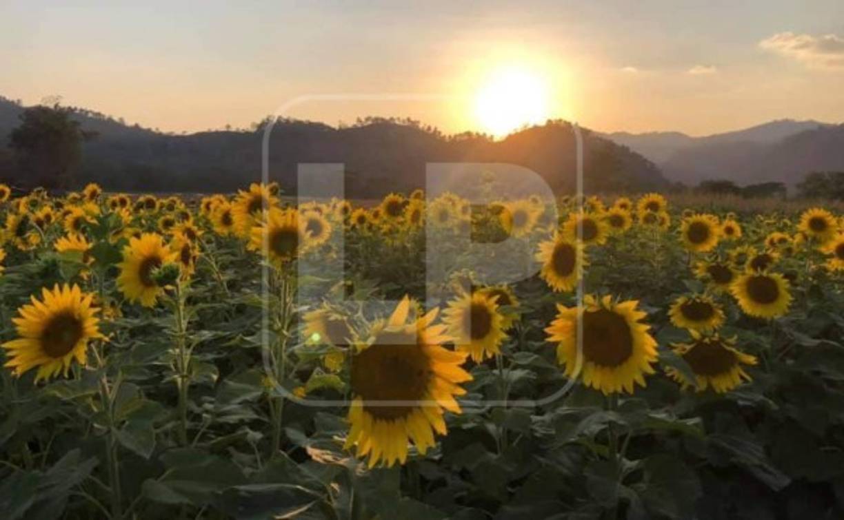 El parque recreativo, propiedad de la familia Cueva, está localizado a 4 kilómetros de Copán Ruinas, en la comunidad de La Estanzuela.