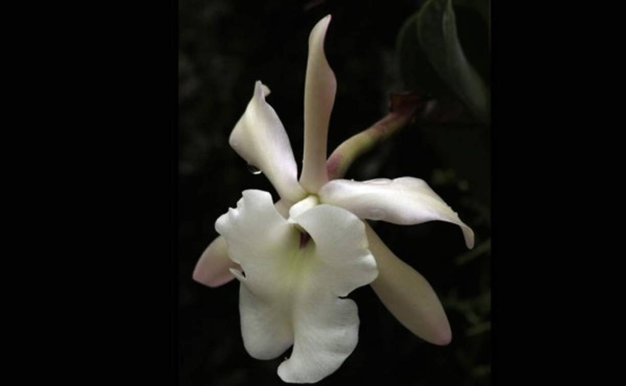 El orquideario de Lancetilla proporciona una buena oportunidad para entrar en contacto con algunas de las orquídeas más representativas del país y de Mesoamérica.
