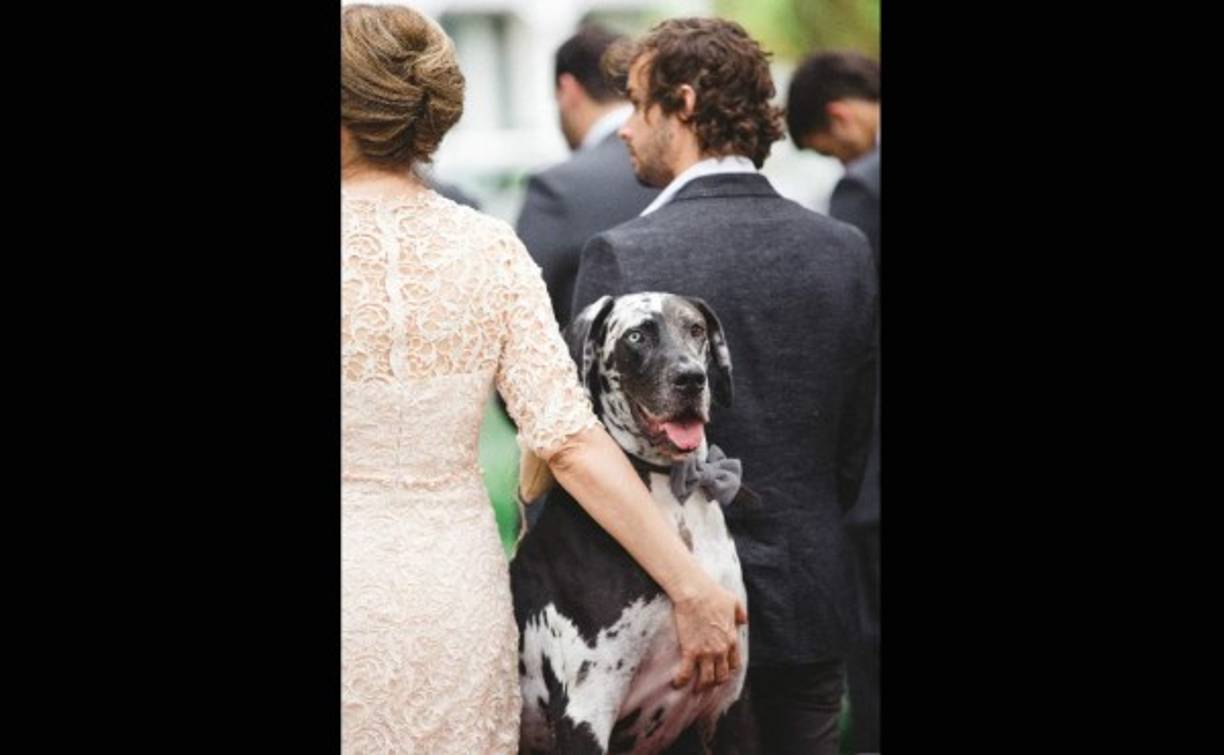Axel, un gran danés, la mascota de los novios ... y de la boda.