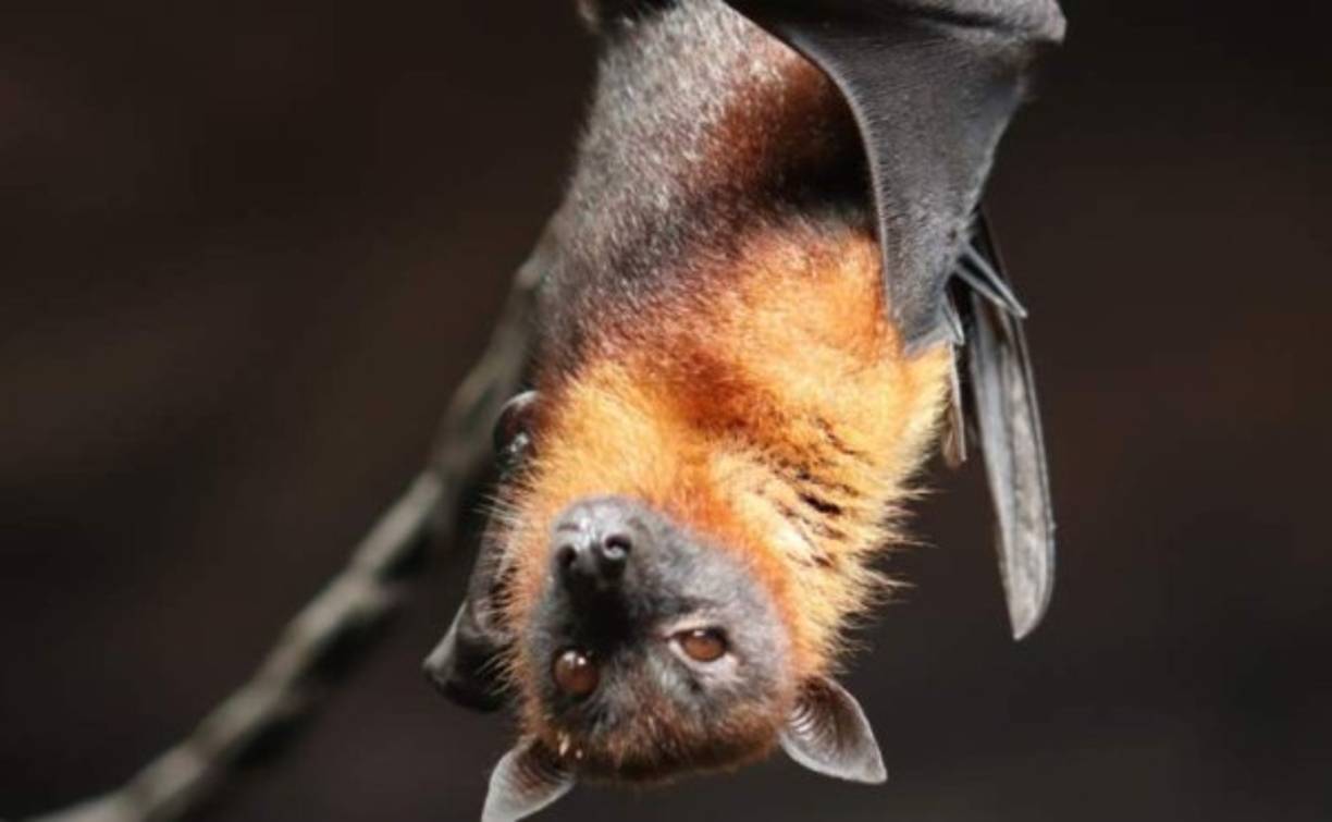 'Es muy probable que veamos nuevas pandemias en el futuro', advirtió el ecólogo boliviano Carlos Zambrana, de la EcoHealth Alliance.