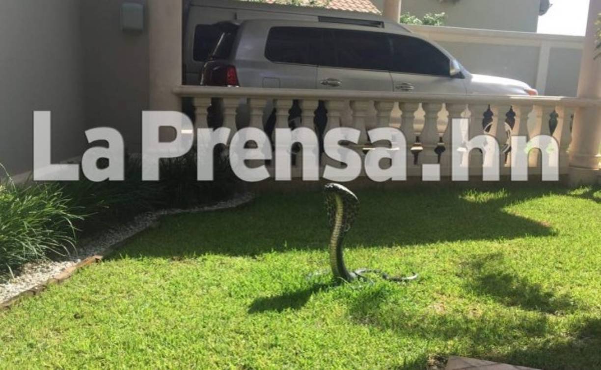 Una figura de metal de una cobra adorna los jardines de esta lujosa vivienda.