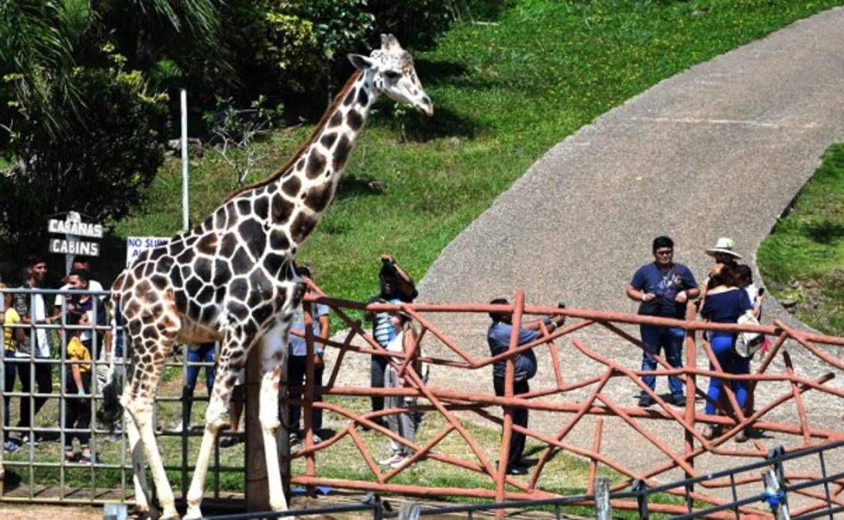 Luego de las manifestaciones por un presunto fraude en las elecciones generales del 26 de noviembre de 2017, algunas con tomas de las principales carreteras importantes, Joya Grande comenzó a tener problemas económicos por la caída de visitantes. Aquí se muestra a la jirafa Big Boy.
