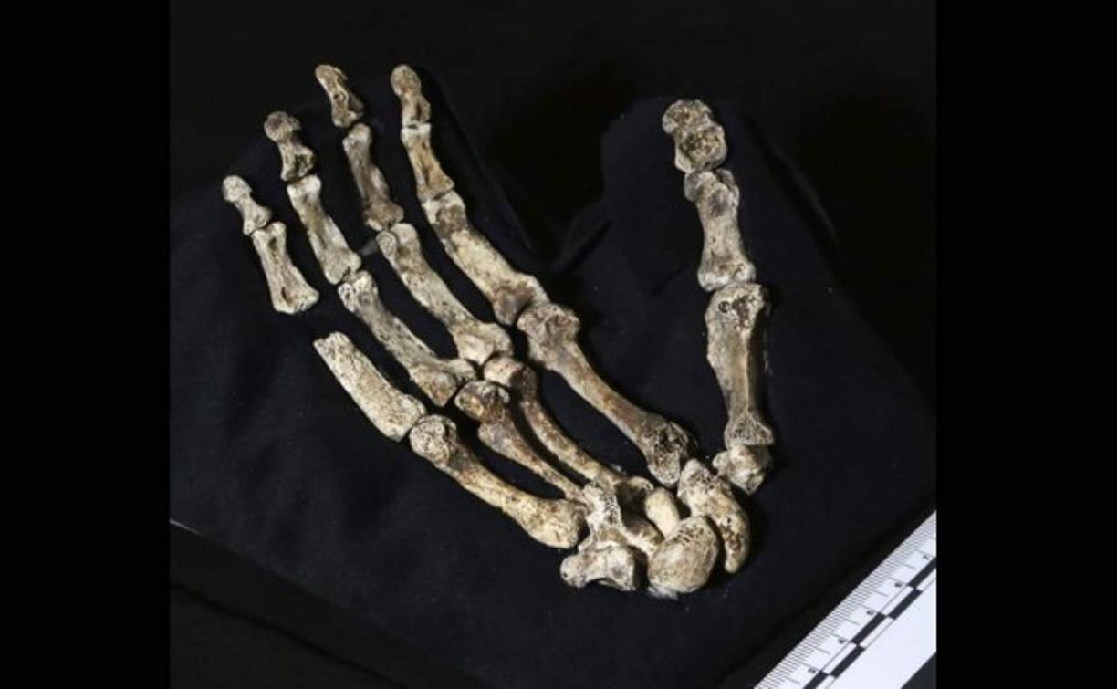 El esqueleto de la mano de la nueva especie de homínido descubierta, el 'Homo Naledi'.