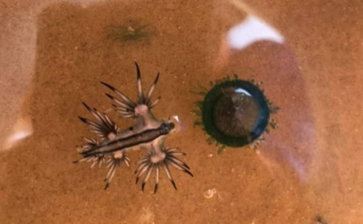 El pasado dos de mayo, Hunter Lane, un niño de siete años de Mesa, Arizona, paseaba por una playa del parque nacional Padre Island National Seashore, cuando descubrió una extraña criatura marina en la costa texana.