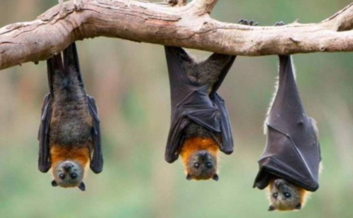 Se trata de un proyecto de colaboración internacional entre científicos chinos, australianos y estadounidenses.